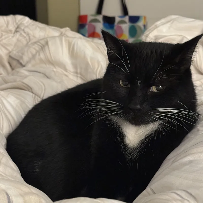 Mittens looking dapper as always.