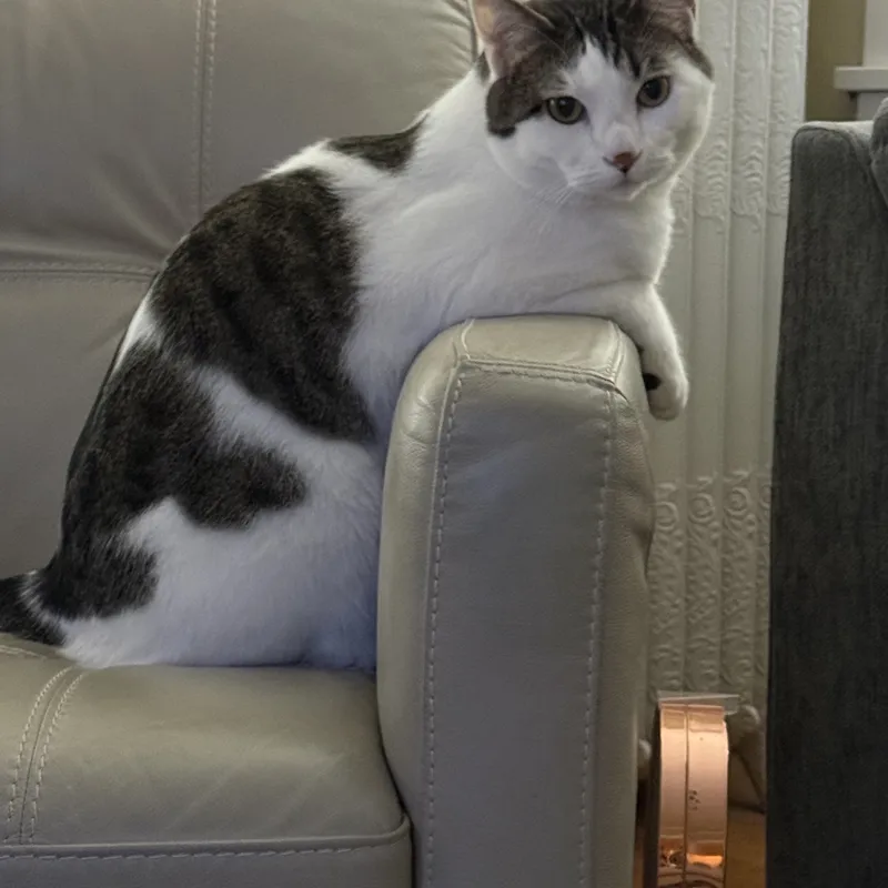 Ollie up to no good.